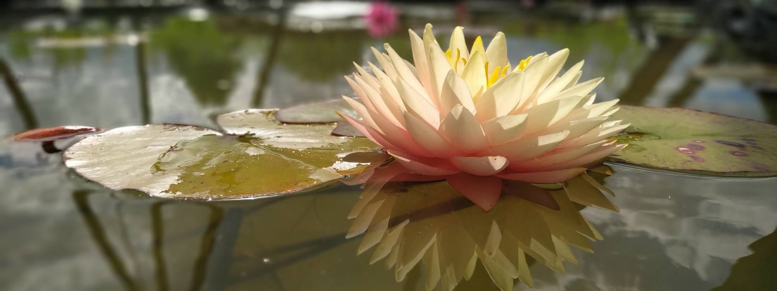 ЯрПруд  YarPond