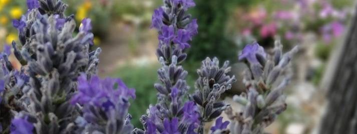 Хочу на дачу. Марий Эл