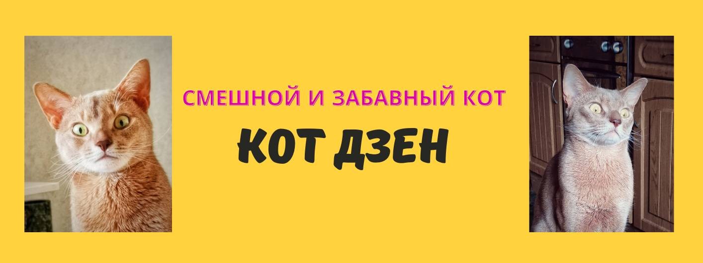 Кот Дзен - смешной и веселый кот из интернета