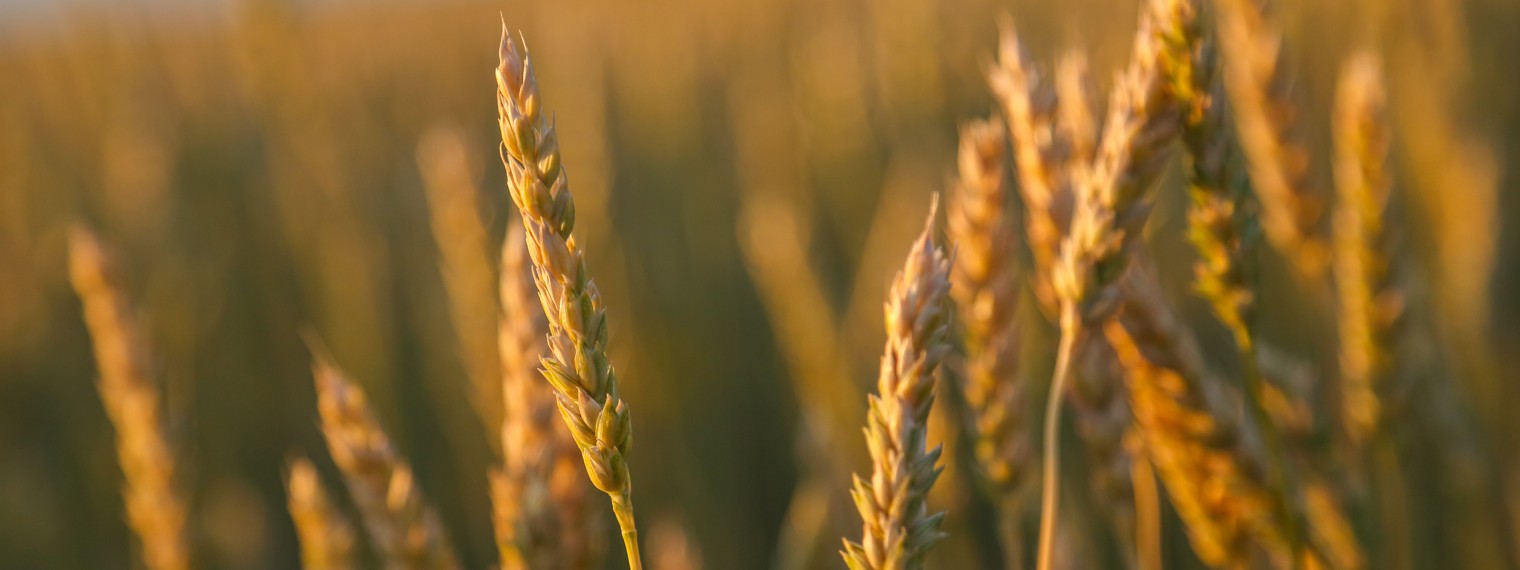 Минсельхоз России