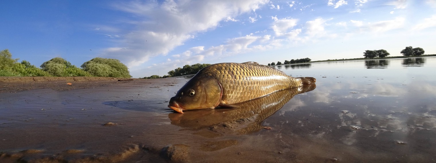 Астраханский клев