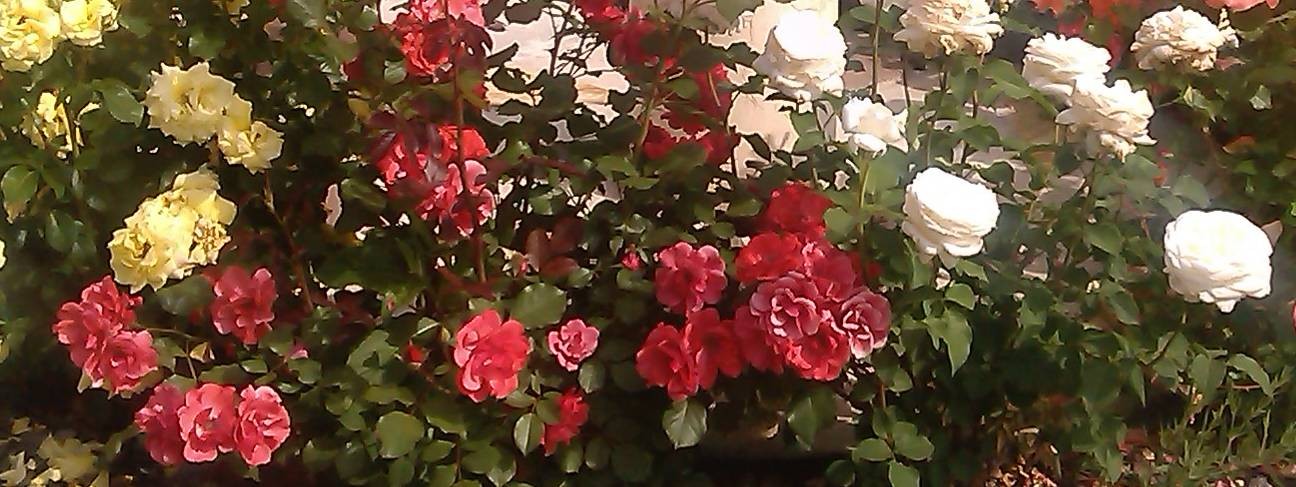 Сад, огород и зимняя теплица. Маша Васильева.