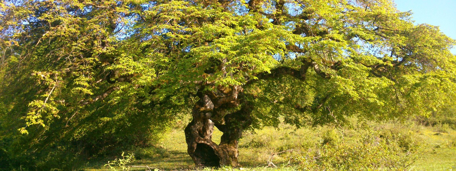 Все интересное на земле