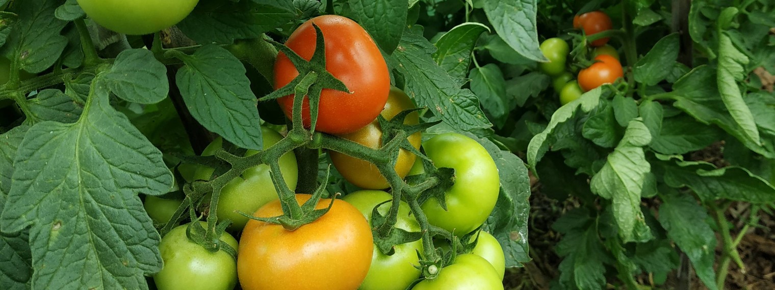 Луганский огородик