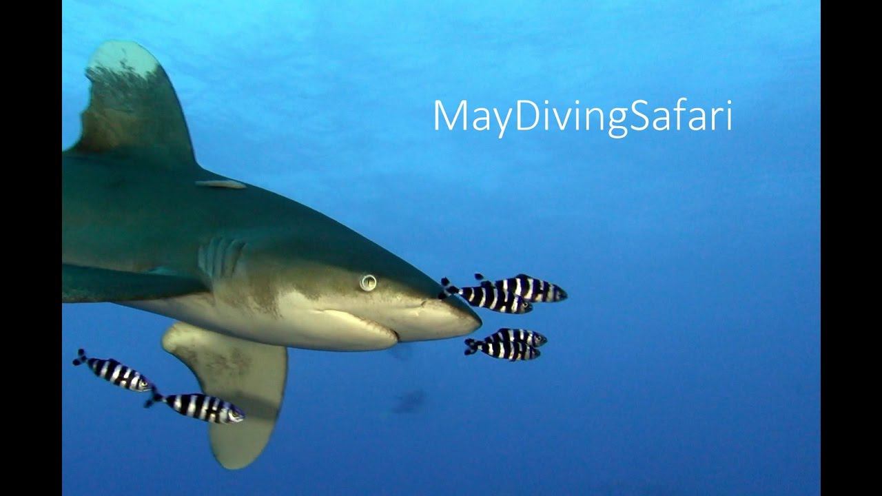 Акулы Красного моря. Египет.