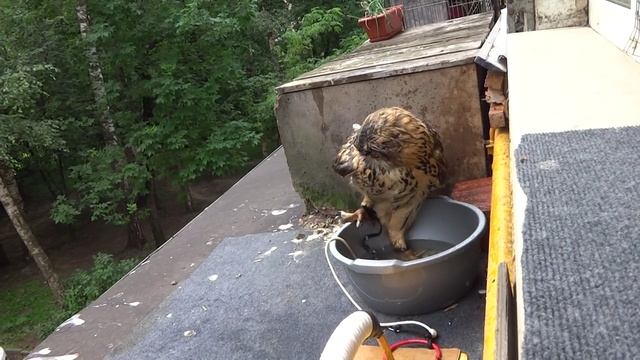 Филин Ёль купается.