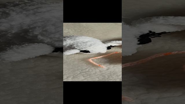 #игрушки_для_котят 89215950848 #игрушки_для_щенков