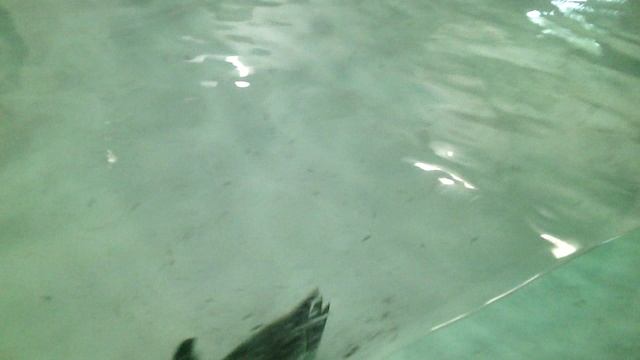 Шустрые птички.