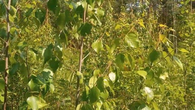 Встреча с гадюкой ,высохший лес и трутовики .