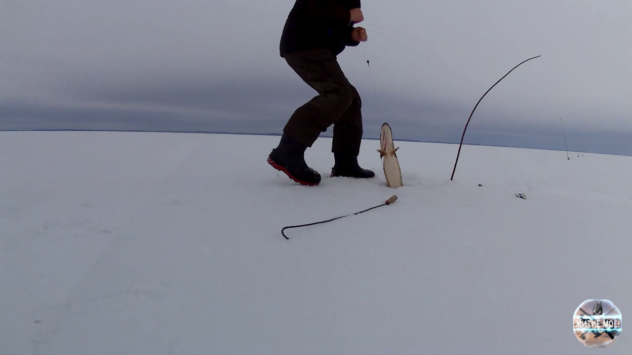 Зимняя рыбалка на вицы в затопленном лесу