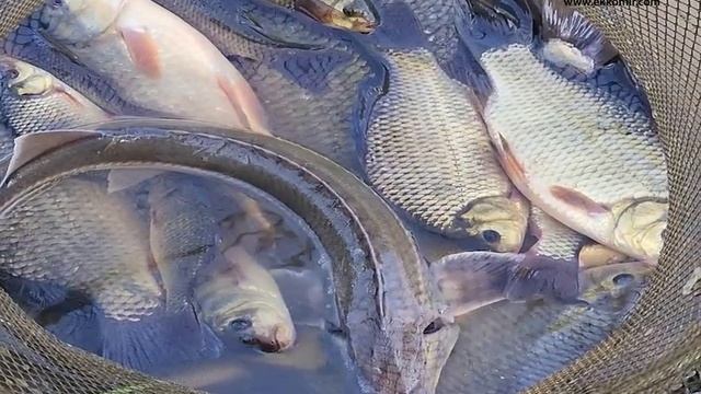 Рыбалка на новом лесном озере