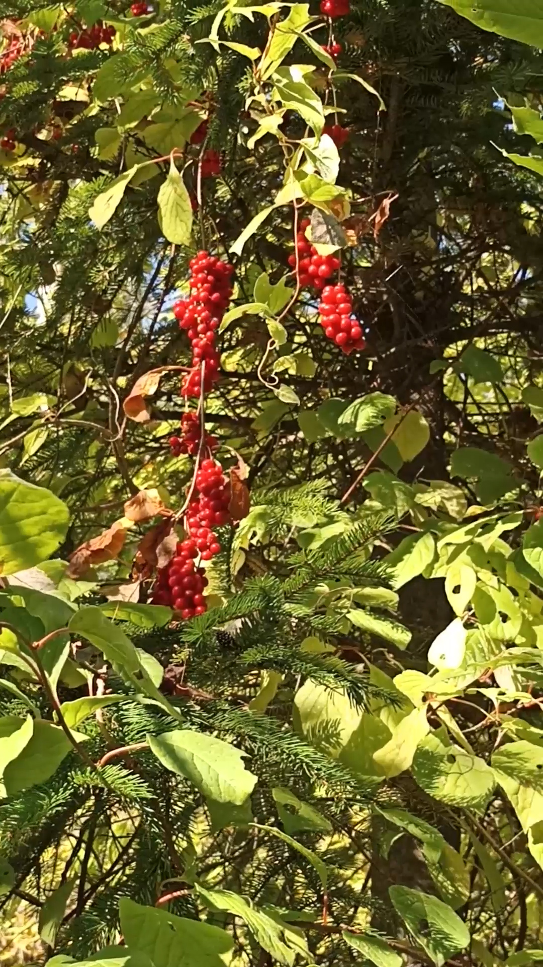 Лимонник - Таёжное чудо необыкновенной красоты!