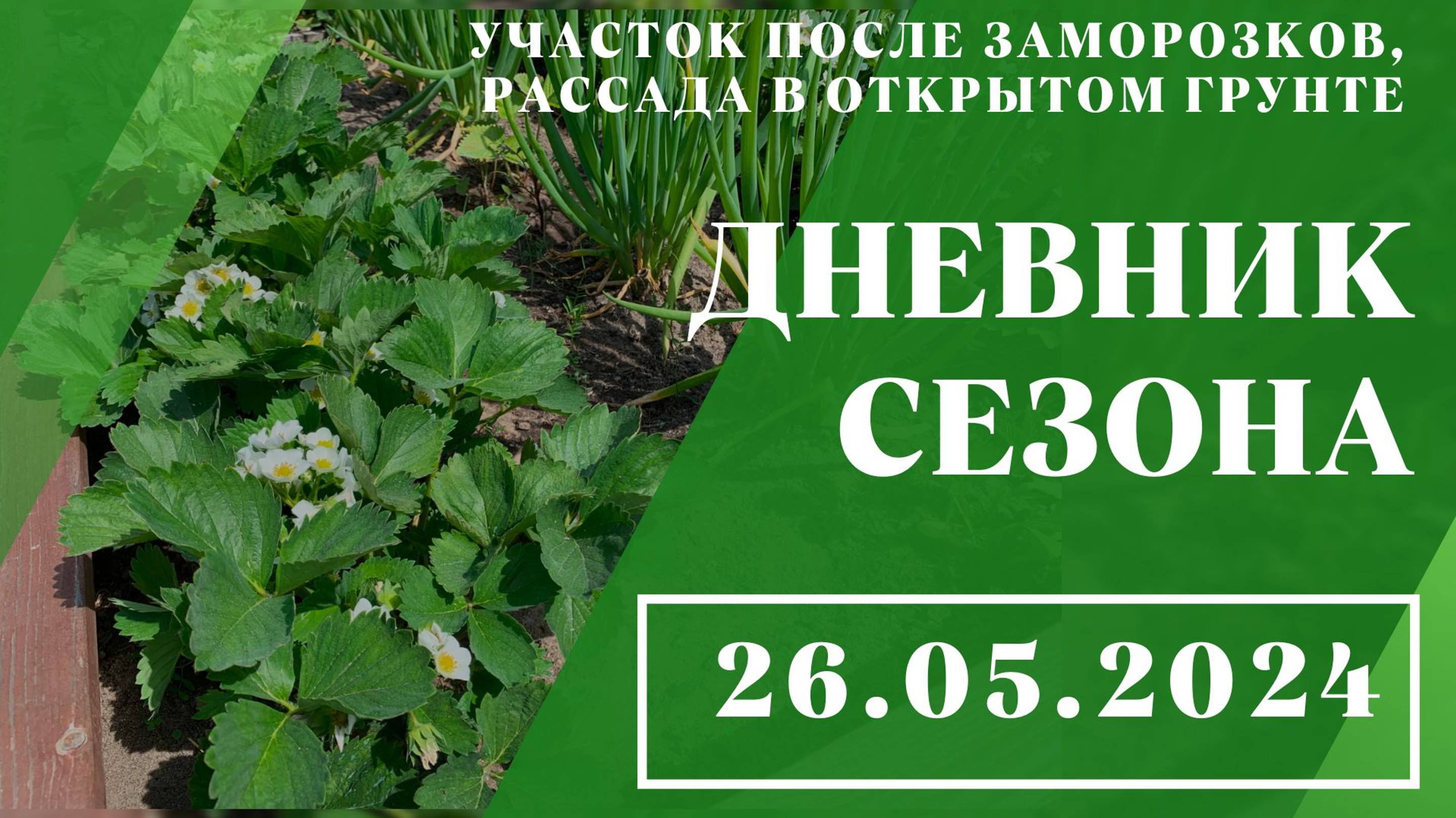 Участок после заморозков, рассада в открытом грунте // 26.05.2024