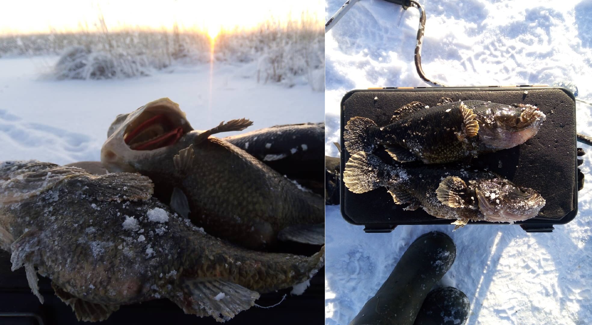 Ловля ротана. Зимняя рыбалка. В поисках крупных экземпляров.