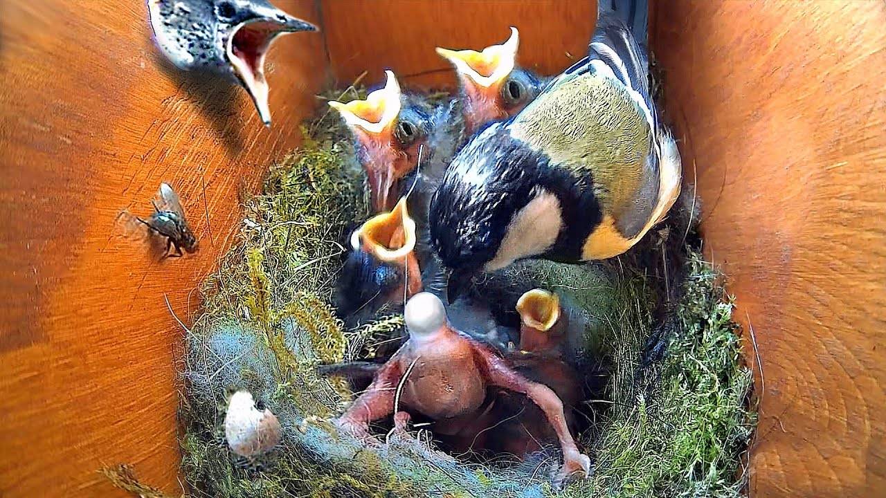 Очередная атака на домик с птенцами  - последнее видео