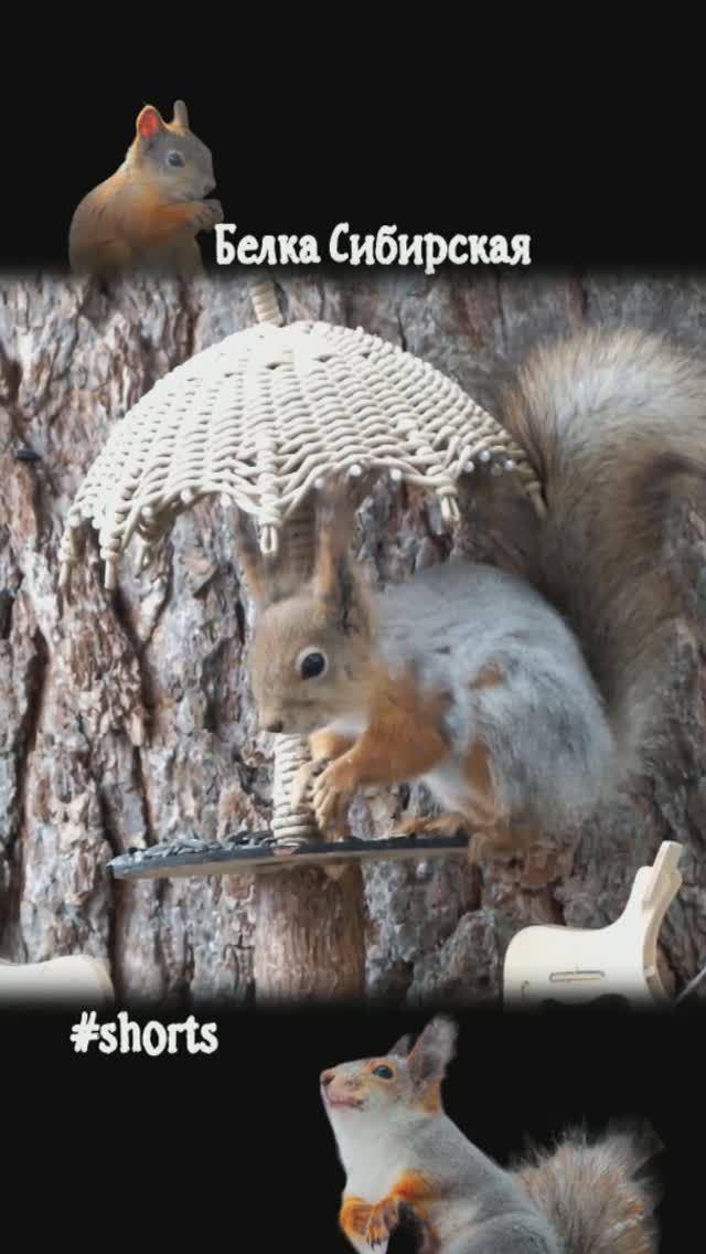 #shorts Белка сидит на столике