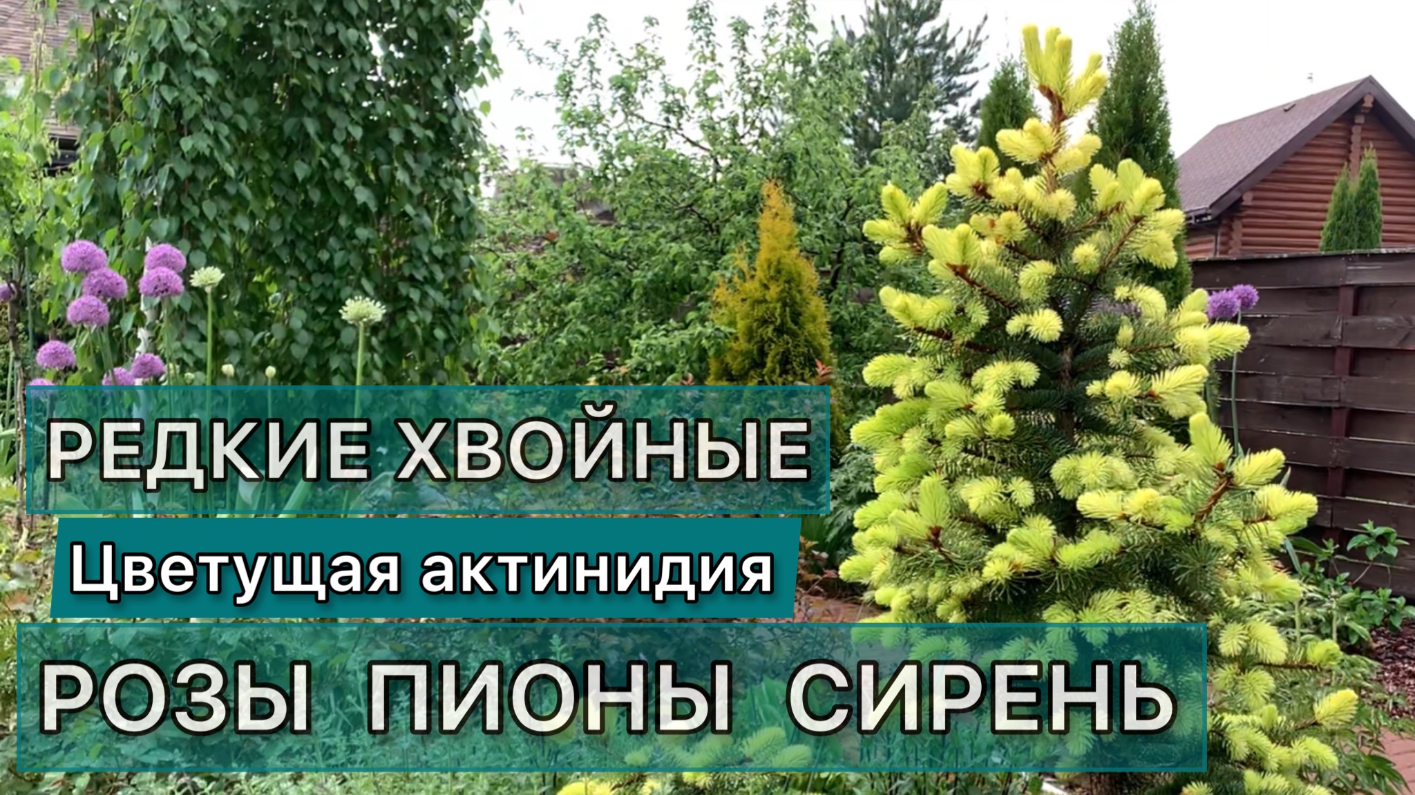 Прогулка по саду. Обзор растений с названиями. Хвойные, декоративные кустарники, многолетники. HD