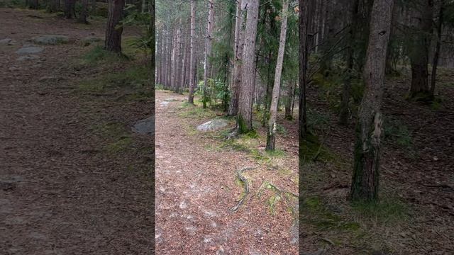 белки, стрелки