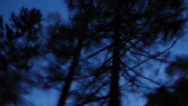 Вечер в тайге. Тяга вальдшнепа