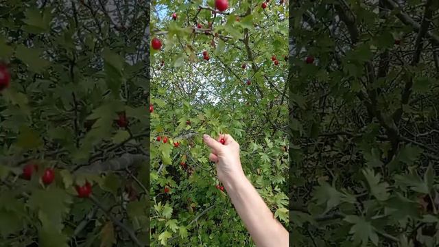 lv_0_20240910131239.mp4