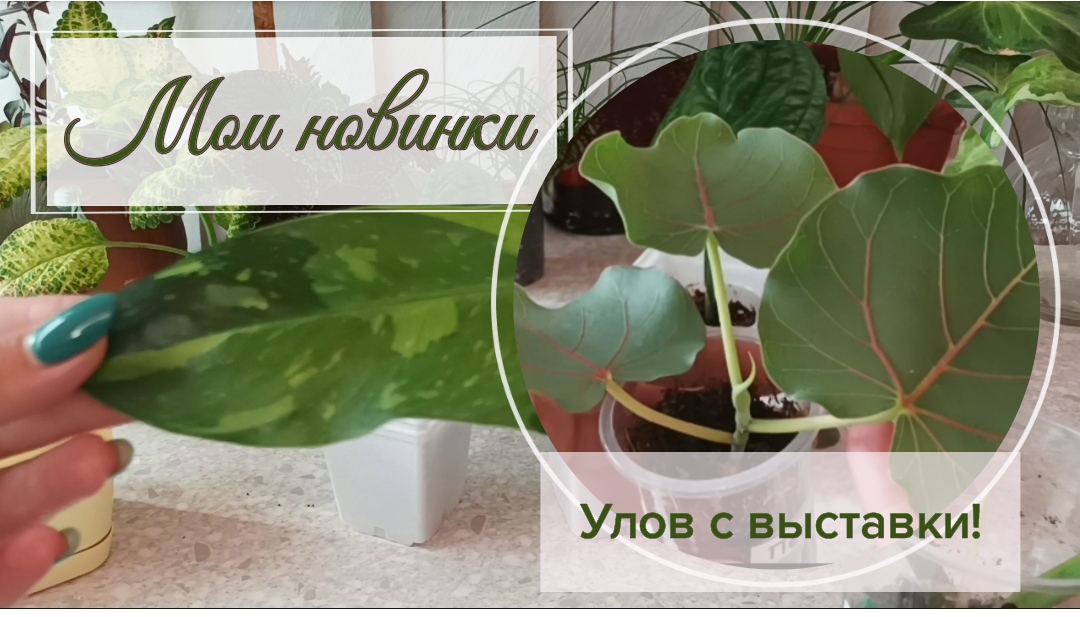 Мои новинки с выставки растений.