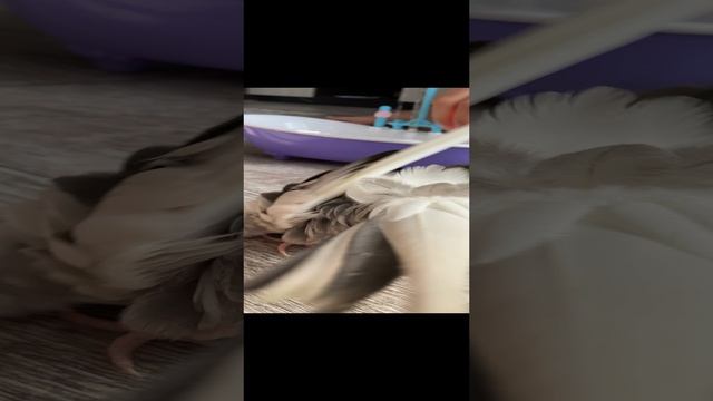 Попугай купается | #SHORTS