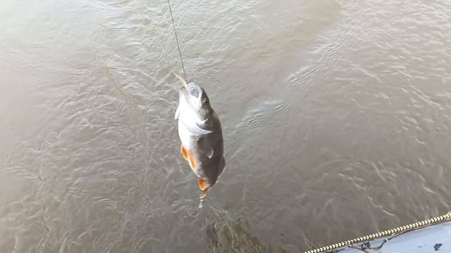 Перемет (перетяга). Проверка.Поймали и приготовили .