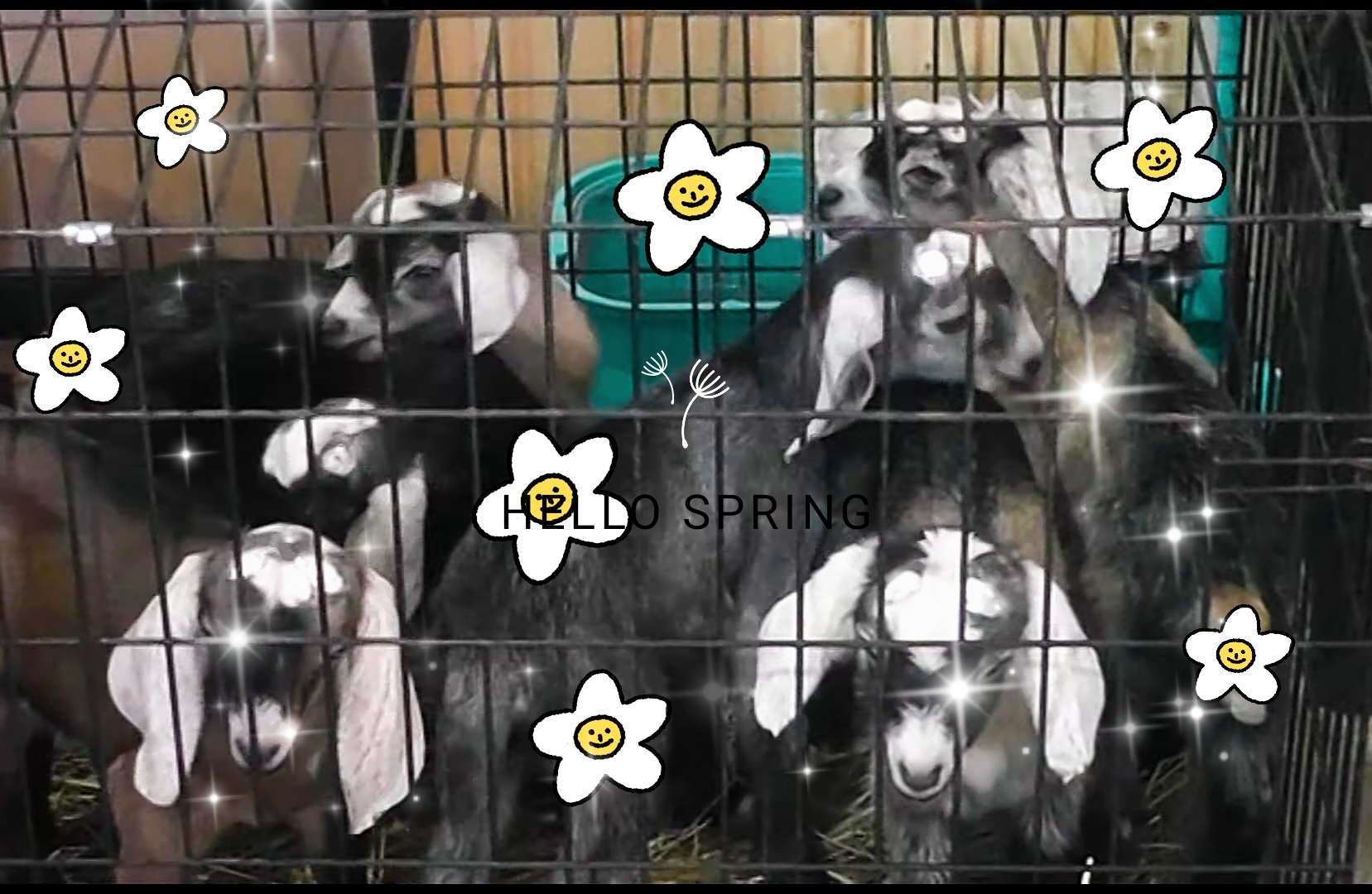 КОЗЛЯТА С УСАДЬБЫ 15 КОПЫТ