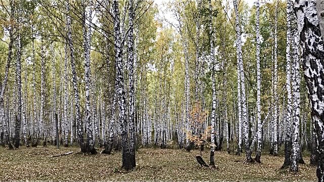 Мы в осеннем лесу... Приятно прогуляться! Осенние зарисовки.