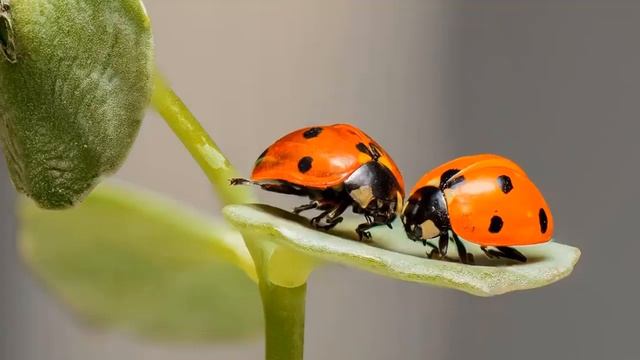 С Днем рождения Жанна!