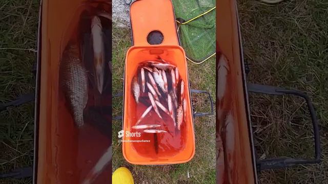 Аргазинский чебачёк