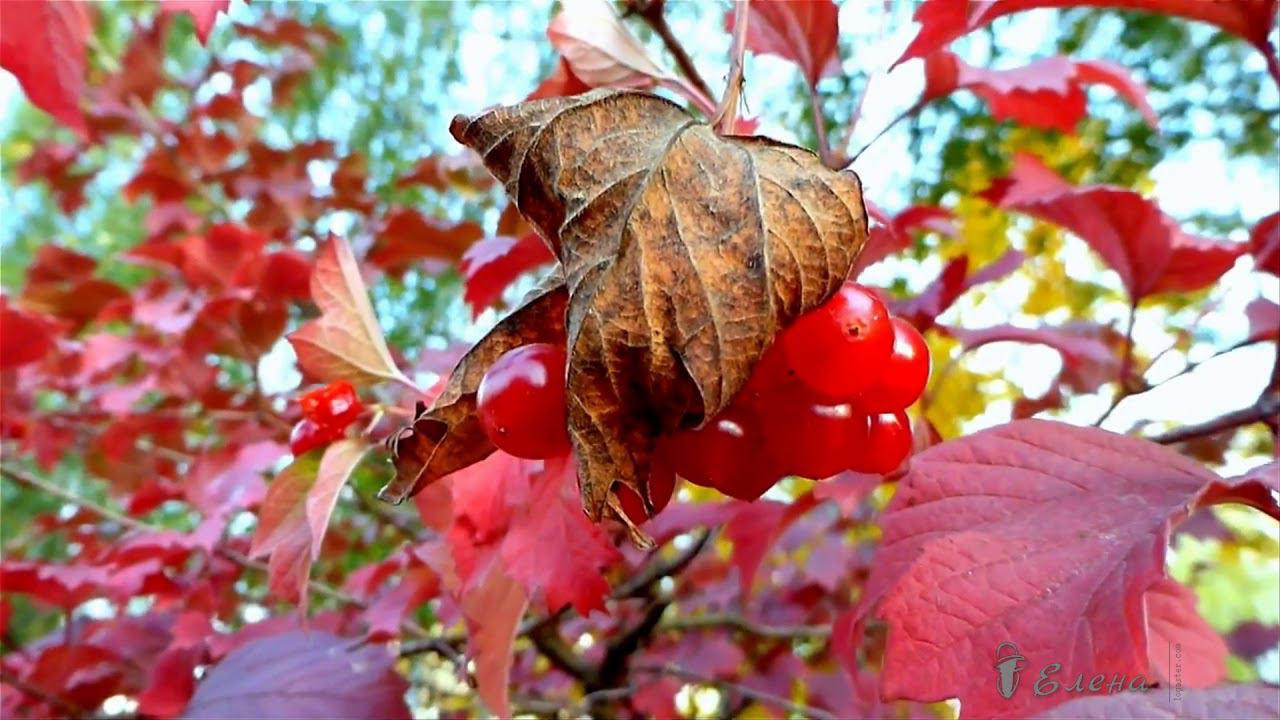 А осень взрослая несёт свой шарм*