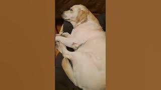 Букет из лап ))