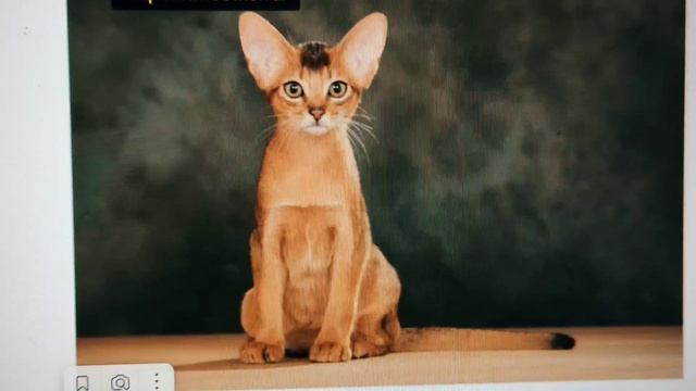 Какие породы кошек считаются самыми спокойными и ласковыми: самая смирная семёрка