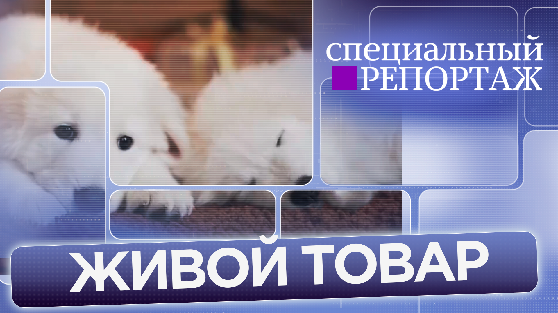 «Живой товар»