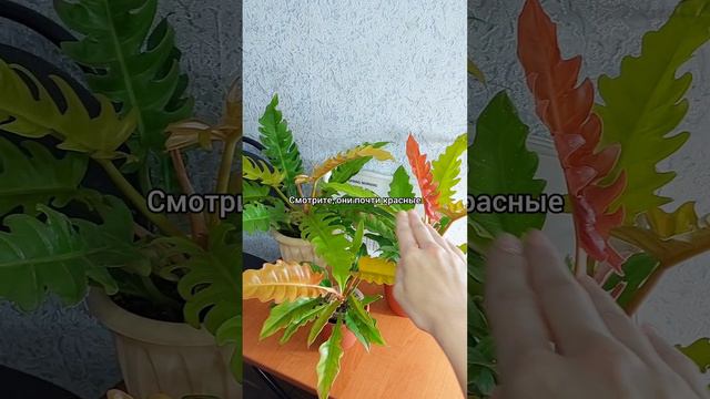 Какое #ОСВЕЩЕНИЕ лучше🌞 #Филодендрон Золотой крокодил🐊 #цветы #содержание #уход #растения #shorts