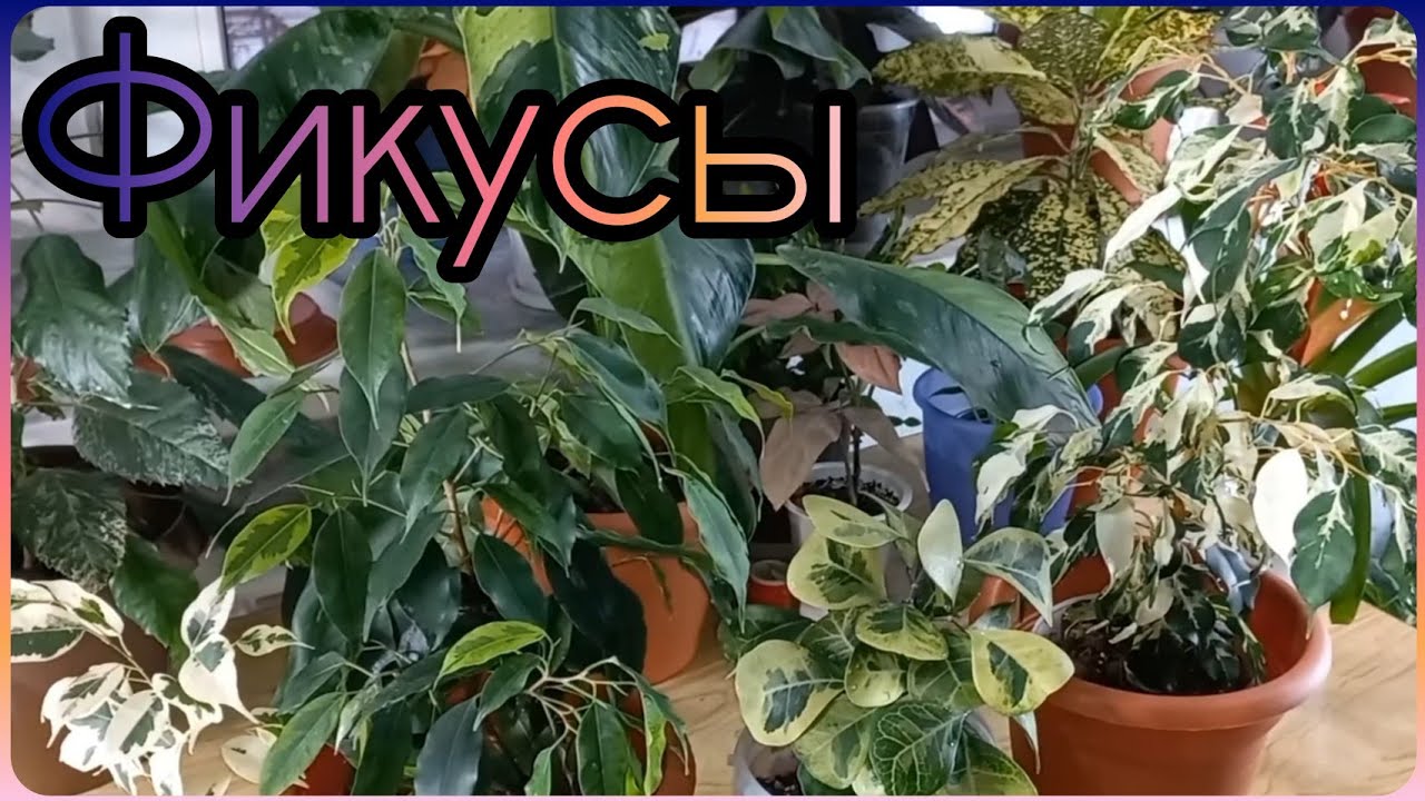 Начала раздавать ФИКУСЫ?Или остановиться??ОБЗОР оставшихся любимчиков?Мысли?Уход?Освещение?