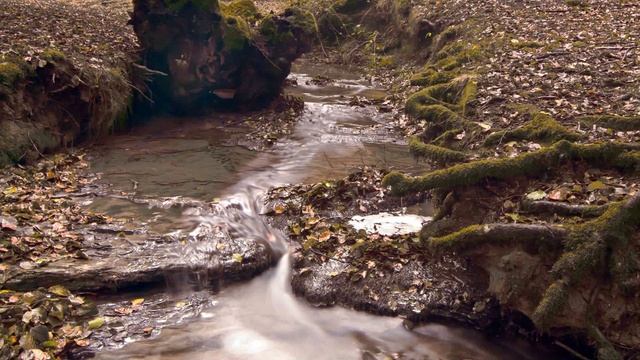 "Осень" (Коренблит - Кольцов). Мегапроект "Экология русского языка. Синтез слова и музыки"