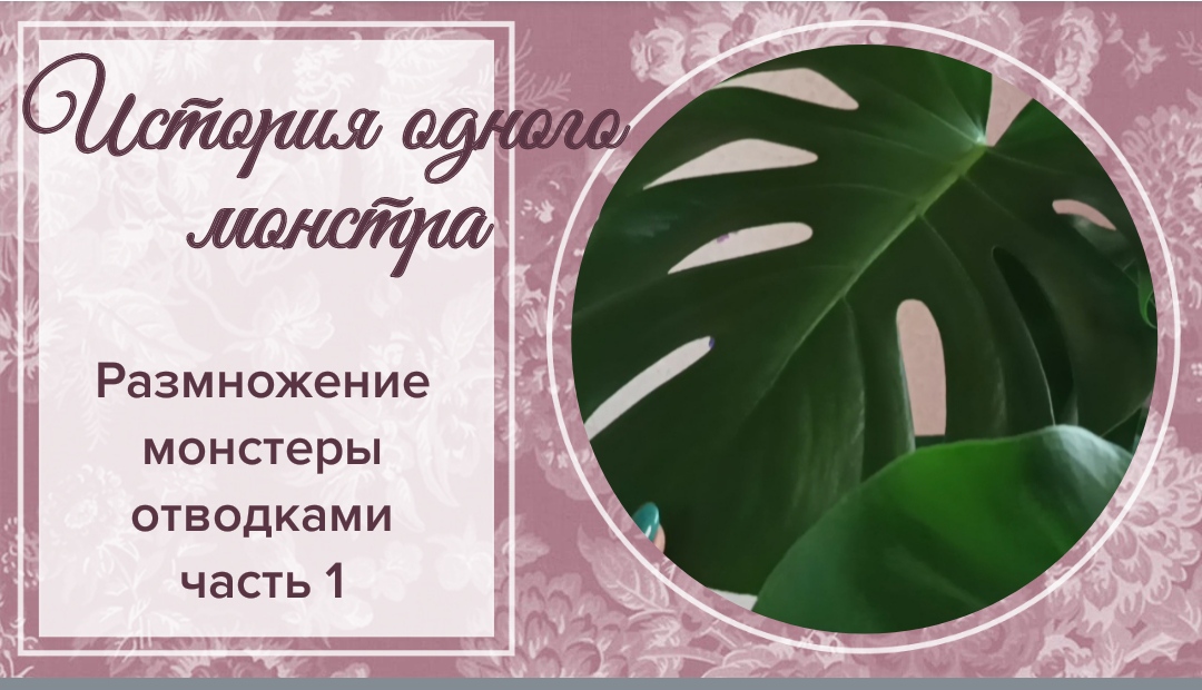 История одного монстра. Размножение монстеры отводками. Часть1.