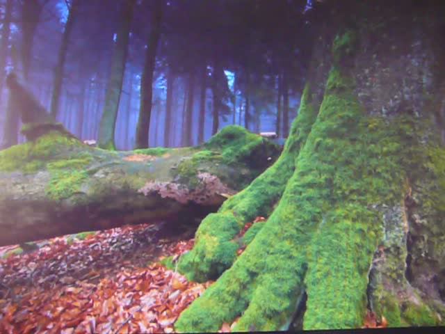 О разоблачителях мифов про ориентирование в лесу