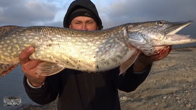 Щука трофей в ноябре.