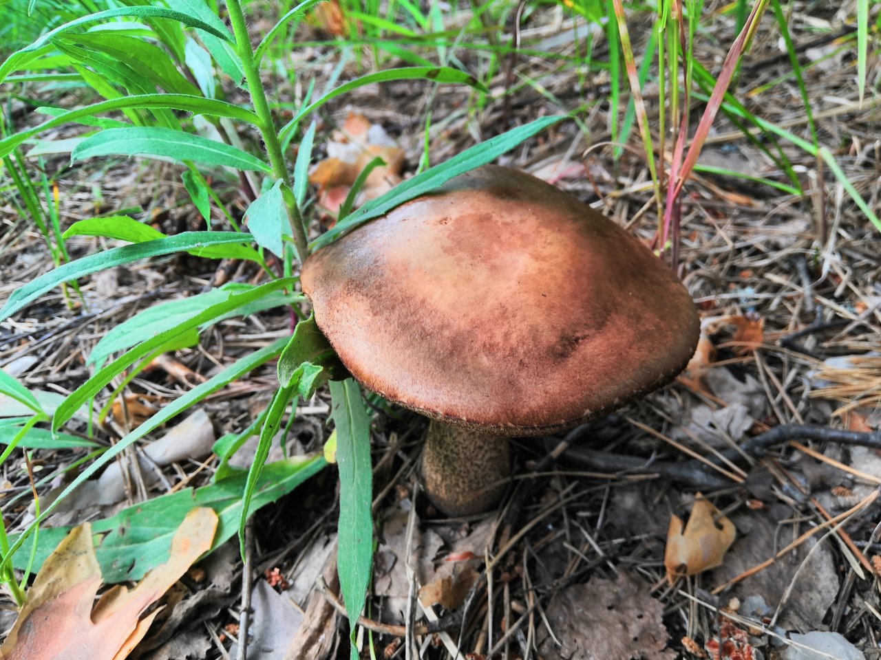 Появились первые летние подберезовики 2024! На подходе подосиновики, лисички и другие грибы