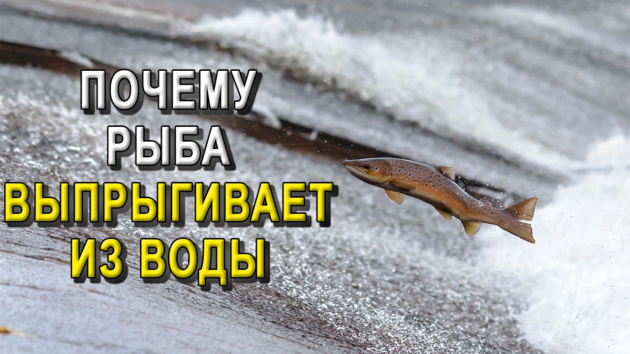 Почему рыба выпрыгивает из воды?