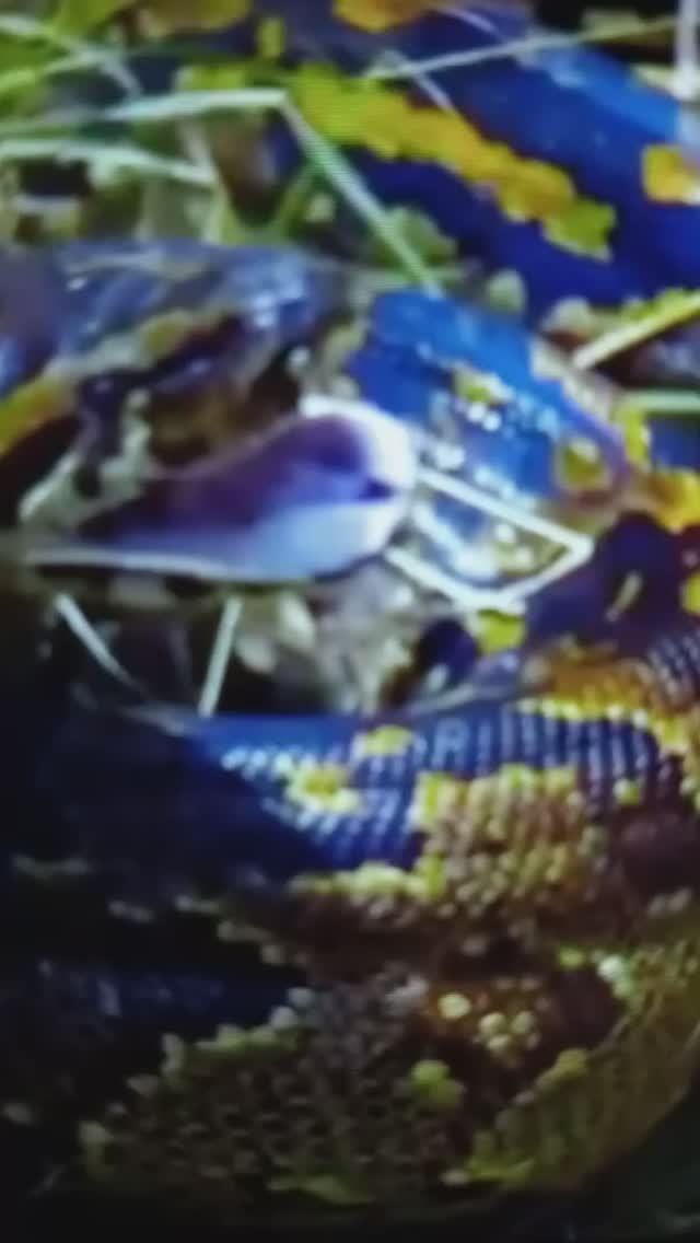 Питон и гиены#Shorts