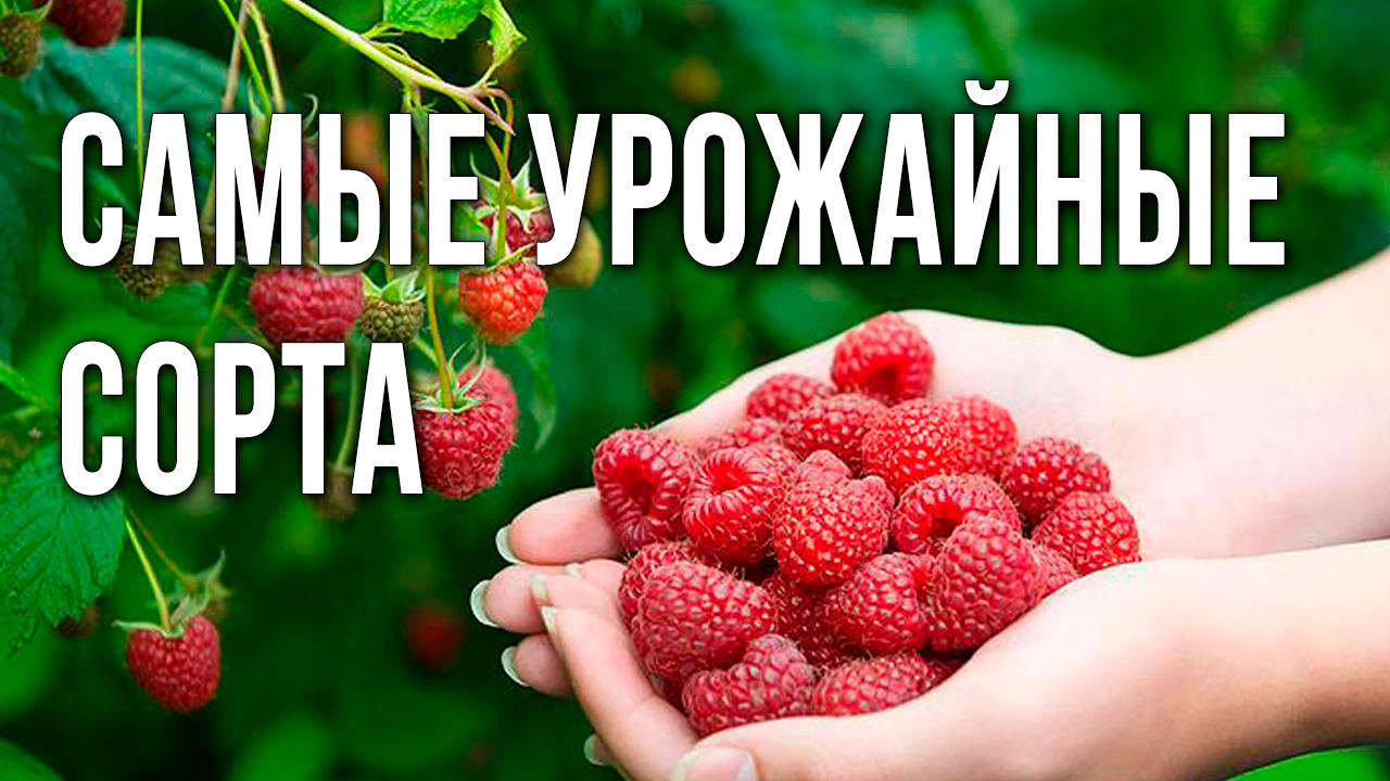 Самые урожайные сорта ремонтантной малины. Как правильно выбрать саженцы малины.