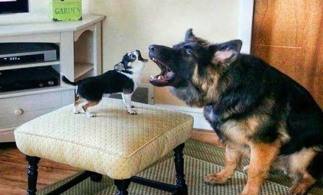 Приколы с животными / Самые милые собаки