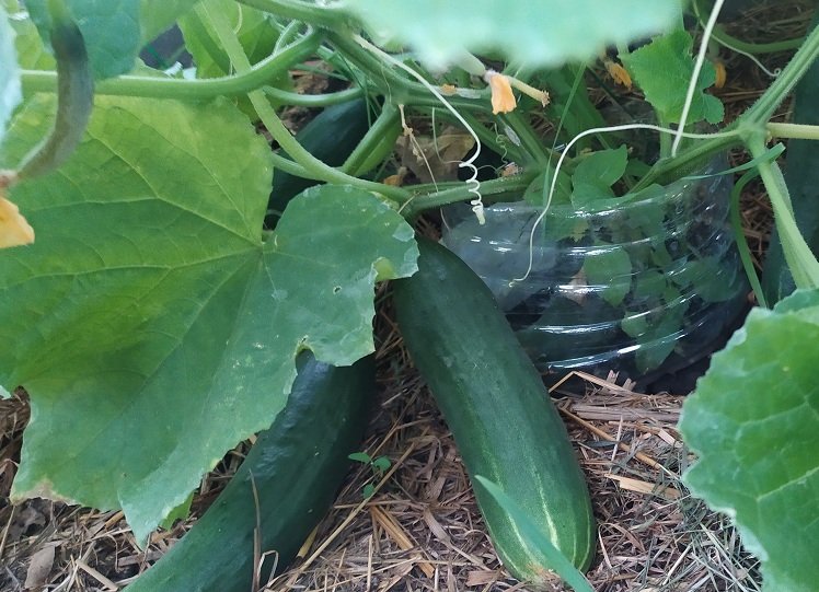 Огурец без формировки 11.07.21.mp4