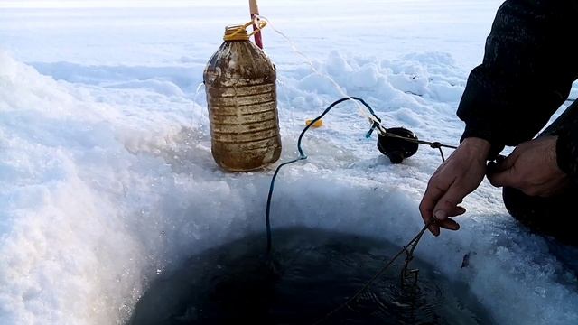 Переметы. Проверка. Хищник вышел подкрепиться.