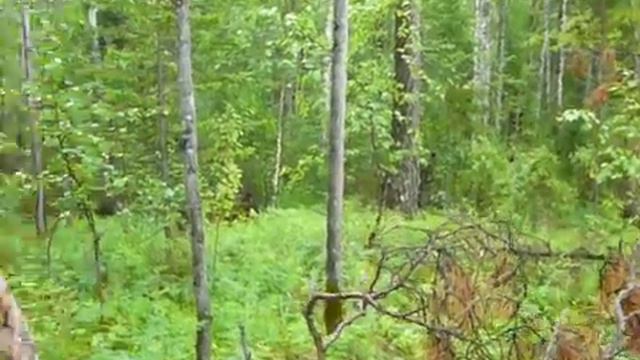 Как ходят по тайге