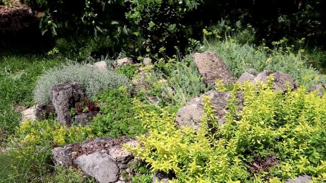 МОЙ САД И ОГОРОД 16 ИЮНЯ